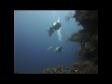 Roatan, Honduras Wall Dive SCUBA diving Caribbean in 1080p HD