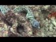 Barbados Diving - Sharks, Wrecks, Seahorse & More - GC Vacation Diving