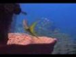 Salt Pier: Blennylips Bonaire Video Dive Log for 2006-11-04
