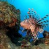 Lion fish in Guadeloupe