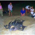 leatherback turtle 2