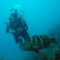 Cuba…the best destination for diving