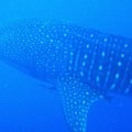 Whale Sharks Placencia Belize
