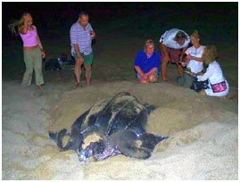 leatherback turtle 2