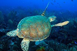 Eco Dive Barbados