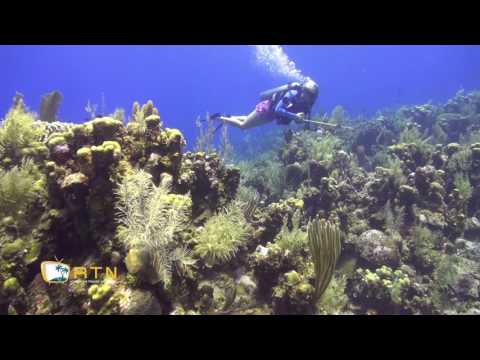 Roatan Diving - West End Wall