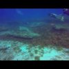 Giant Sea Turtle Isla Mujeres with Carey Dive Center Ultra Freeze Dive Site