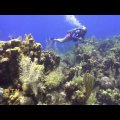 Roatan Diving - West End Wall