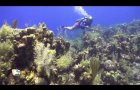 Roatan Diving - West End Wall