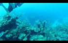 Scuba at M&M Dive Site, San Pedro, Belize