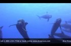 Scuba diving with Dive Provo