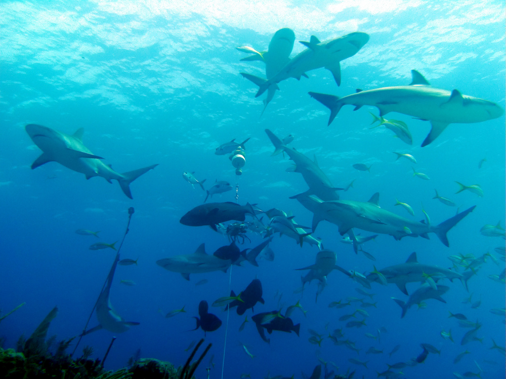 Sharks- Exumas Bahamas